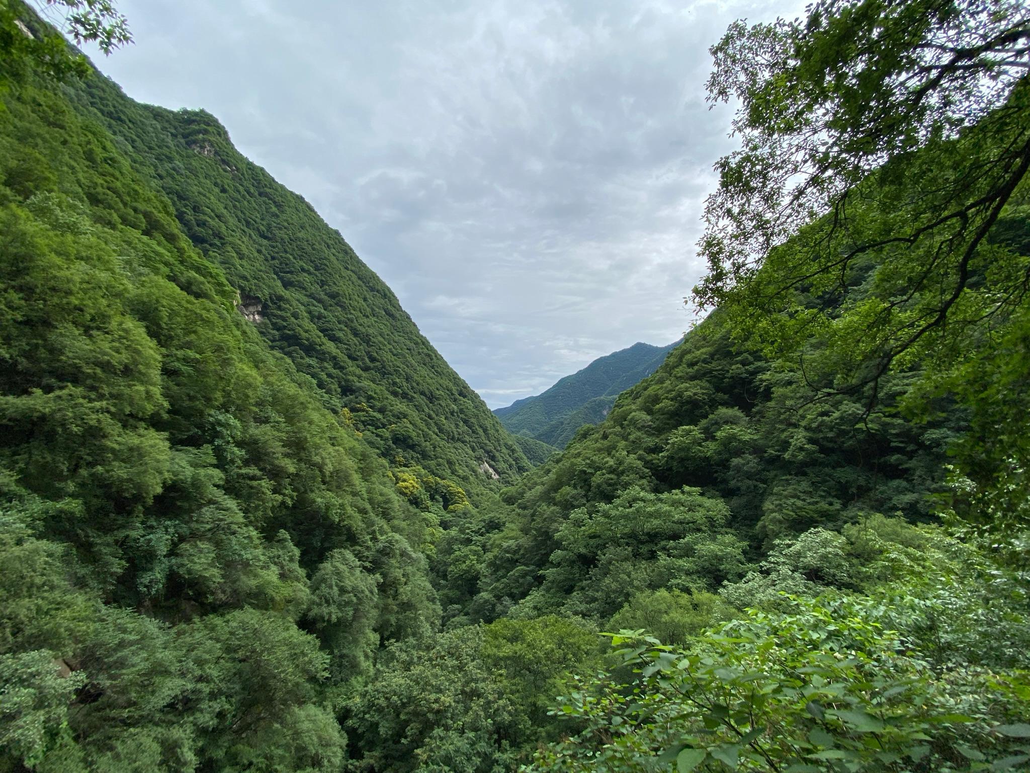 Greenery in the mountains