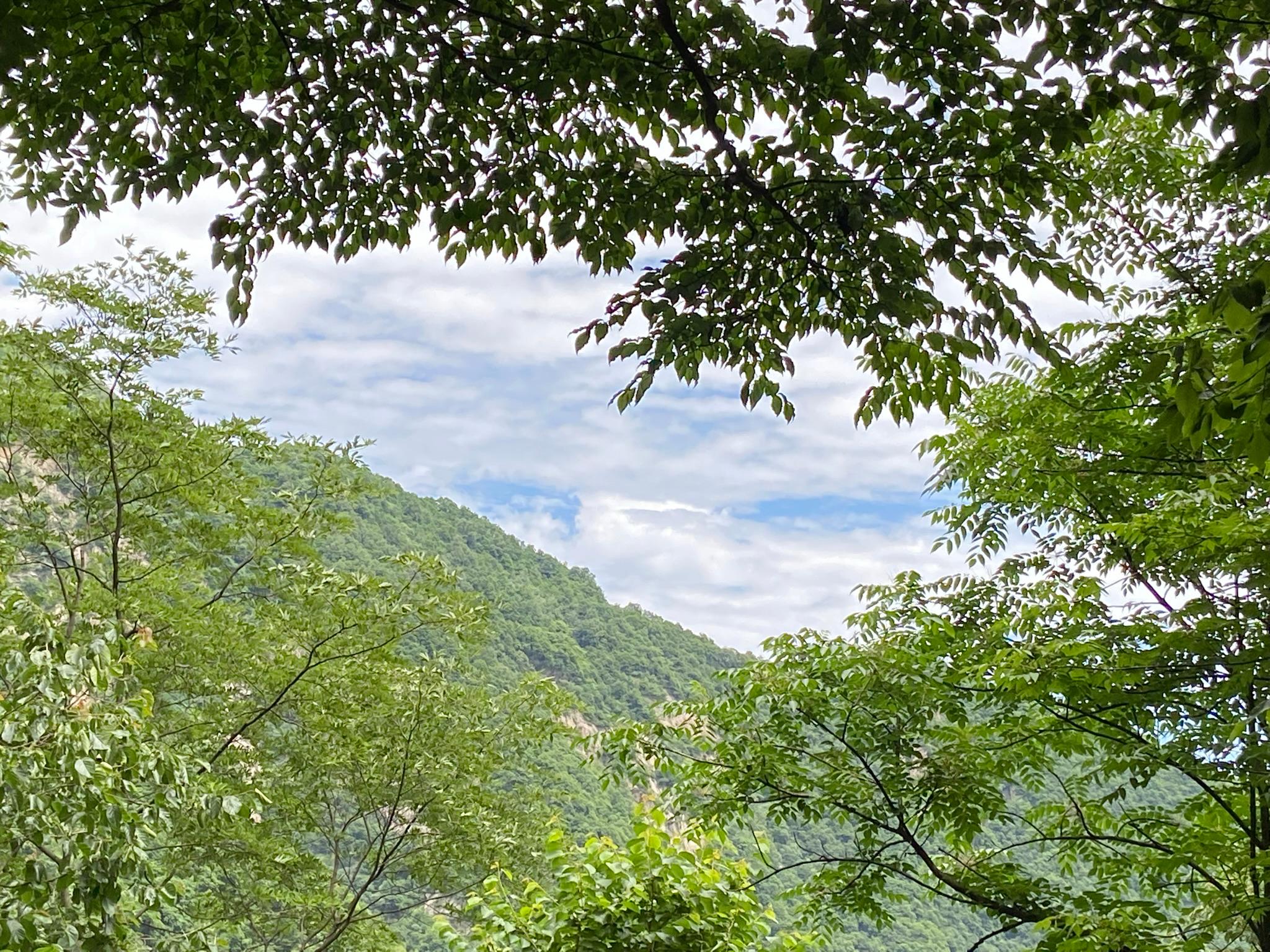 Sky between the trees